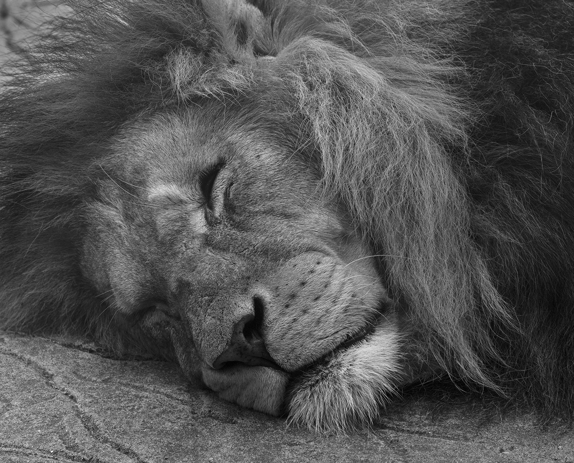The Lion Sleeps Tonight - John Laverock